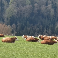 Wo Tiere sich wohl fühlen